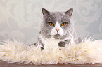lying British Shorthair tomcat