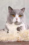 lying British Shorthair tomcat