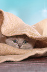 British Shorthair Kitten