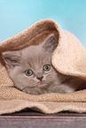 lying British Shorthair Kitten