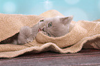 lying British Shorthair Kitten