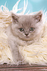 lying British Shorthair Kitten