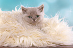 lying British Shorthair Kitten