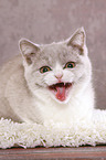 mewing British Shorthair