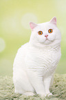 sitting British Shorthair tomcat