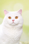 British Shorthair tomcat portrait