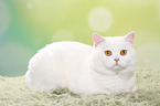 lying British Shorthair tomcat