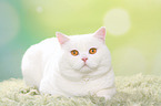 lying British Shorthair tomcat