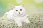 lying British Shorthair tomcat