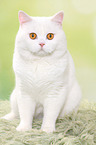 sitting British Shorthair tomcat