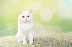 sitting British Shorthair tomcat