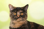 British Shorthair Portrait