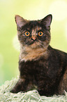 sitting British Shorthair