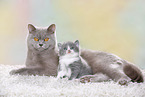 2 British Shorthair