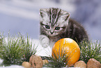 British Shorthair Kitten