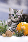 British Shorthair Kitten