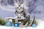 British Shorthair Kitten