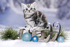 British Shorthair Kitten