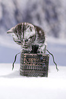 British Shorthair Kitten
