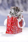 British Shorthair Kitten