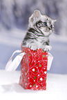 British Shorthair Kitten