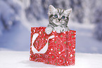 British Shorthair Kitten