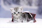 British Shorthair Kitten