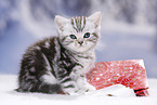 British Shorthair Kitten