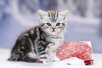 British Shorthair Kitten