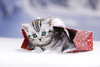 British Shorthair Kitten