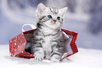 British Shorthair Kitten