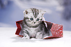 British Shorthair Kitten