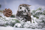 British Shorthair Kitten