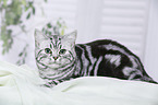 lying British Shorthair