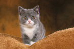 British Shorthair Kitten