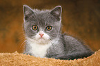 British Shorthair Kitten