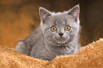 British Shorthair Kitten