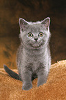 British Shorthair Kitten