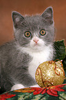 British Shorthair Kitten