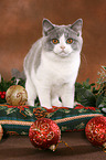 young British Shorthair