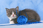 British Shorthair Kitten