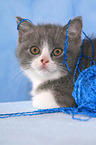 British Shorthair Kitten