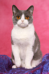 sitting British Shorthair