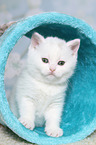 British Shorthair Kitten