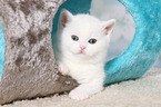 British Shorthair Kitten