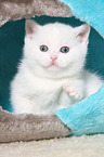 British Shorthair Kitten