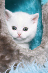 British Shorthair Kitten