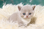 British Shorthair Kitten