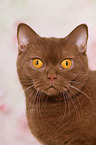British Shorthair Portrait