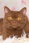 lying British Shorthair